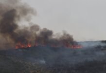 Incendies en Algérie : 118 feux éteints en 24 heures, cinq foyers toujours en cours dans trois wilayas