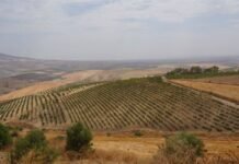 Production agricole en Algérie : Ce que dit l’USDA