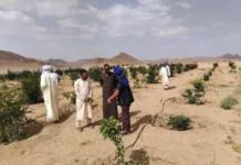 Tamanrasset : l’agriculture se développe à plus de 1.800 mètres d’altitude à Tazrouk