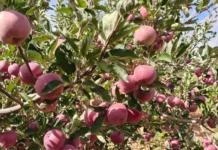 Pommes : une production prévisionnelle de 1,6 million de quintaux à Batna