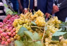 Le Salon national du raisin s’ouvre à Boumerdès avec la participation de plus de 50 exposants