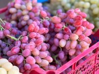 Raisin : une production prévisionnelle de plus de 3,3 millions de quintaux attendue à Boumerdès
