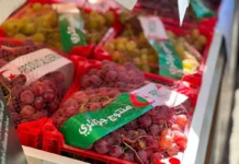 Le Salon national du raisin s’ouvre à Boumerdès avec la participation de plus de 50 exposants Le Salon national du raisin s'ouvre à Boumerdès avec la participation de plus de 50 exposants