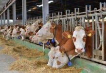 Fièvre aphteuse : la chambre d’agriculture de Béjaïa appelle les éleveurs à la vigilance